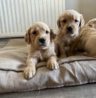 Zlatý retrívr štěňata bez PP