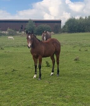Bay hřebec American Quarter Horse, reining původ, matka s PE