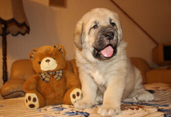 Španělský mastin - pejsci s PP