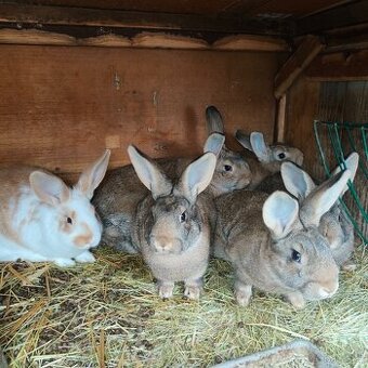 Prodám domácí králíky