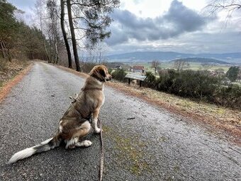 Štěňata k zadání - Český horský pes s PP FCI z Paw-er-team