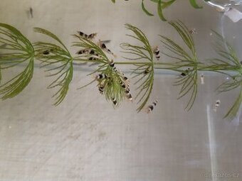 Krevetky Caridina Black Crystal