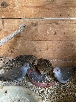 Holoubek diamantový