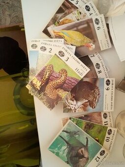 Zvířata celého světa