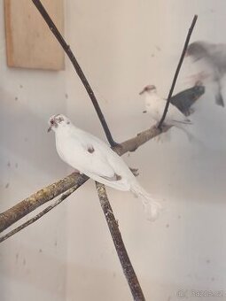 Holoubek diamantový