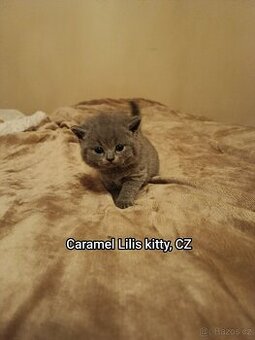 Britská modrá s PRŮKAZEM PŮVODU