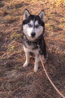 Sibírsky husky