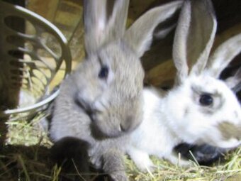 Králíci na prodej