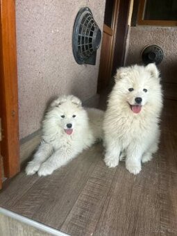 Samojed - 1
