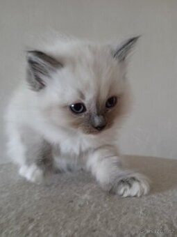 Ragdoll