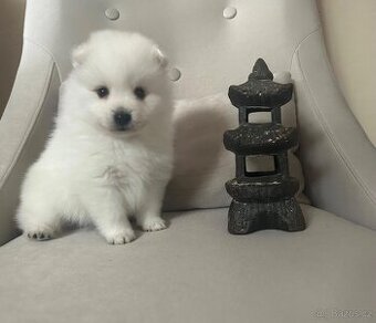 Japonský špic - 1