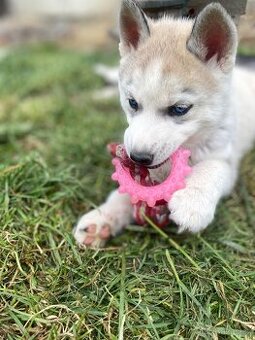 Prodám štěně sibiřské husky