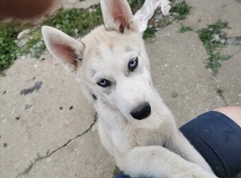Prodám štěně sibiřský husky