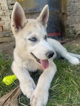 Prodám štěně sibiřský husky
