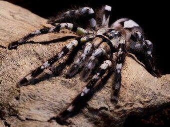 Zvýhodněna cena Poecilotheria metallica - 1