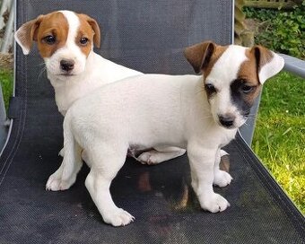 Štěňata Jack Russell teriér