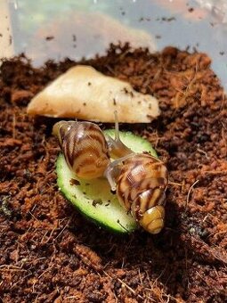 Lissachatina Reticulata Albino x Classic body
