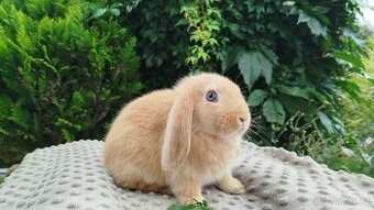 Zakrslý beránek, králíček, králík - RIKI