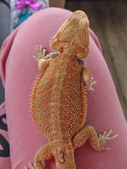 Agama vousatá - pogona vitticeps