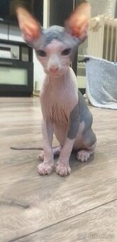 Sphynx kocourek