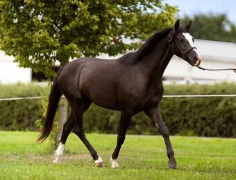 Černá klisna Welsh pon B