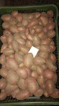 Brambory pozdní  přes Zimu