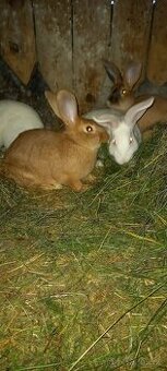 Králík Burgundský, Hyla,FB