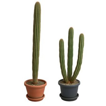 Velké vzrostlé kaktusy – 20+ let