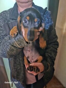 Jezevčik hladkosrstý standardni