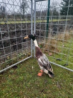 Indický běžec chocholatý