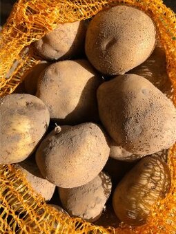 Brambory na uskladeni