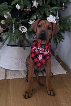 Šteniatko Rhodesian Ridgeback