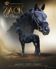 Připouštění drezurním plemenným hřebcem