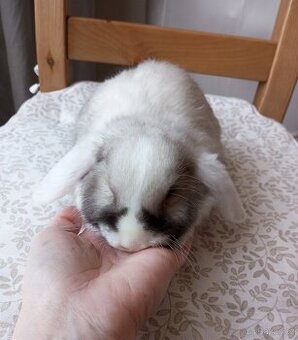 Zakrslý beránek králíček