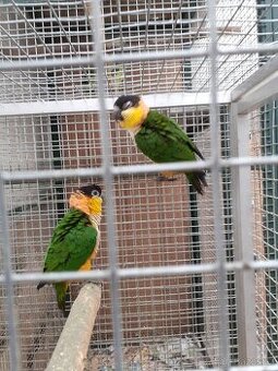 Amazónek černotemenný