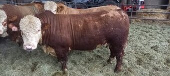 Plemenných byk Hereford