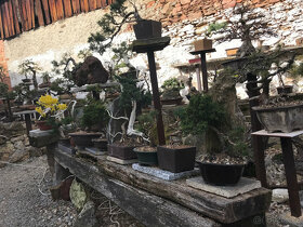 Bonsaj bonsai - prodám