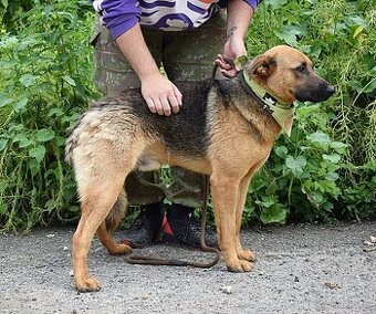 GRATO K ADOPCI - 2 ROKY, USMĚVAVÝ, MILÝ,ODDANÝ - 1