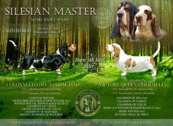 Basset Hound štěňata