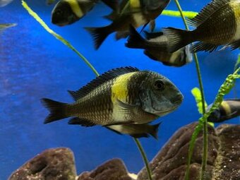 Tropheus Duboisi Maswa REZERVACE do 29.5.