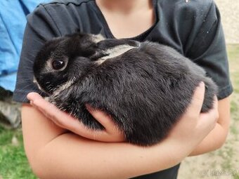 Zakrslý králíček 🐰