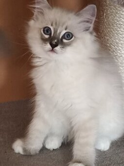 Ragdoll