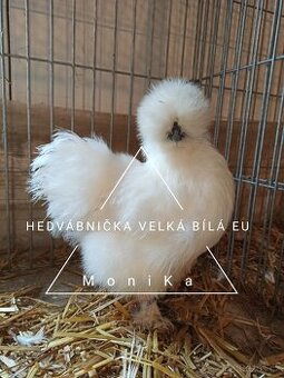 Násadová vajíčka Hedvábnička bílá velká EU