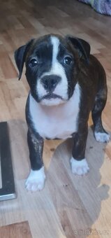 Americký stafordšírský teriér