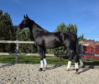 Černý drezurní valach KWPN po For Ferrero VÝBORNÉ RTG