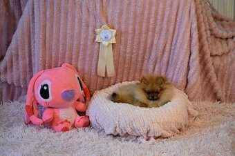 Pomeranian / Německý špic trpasličí s PP FCI