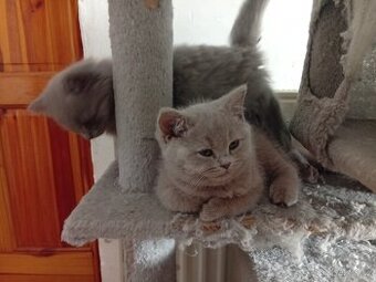 Britská modrá bez PP