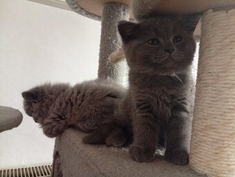 Britská modrá bez PP