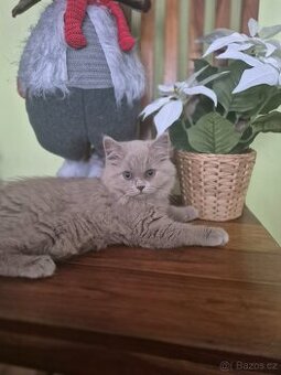 Britská modrá bez PP