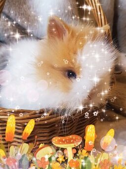 Zakrslý králík Teddy